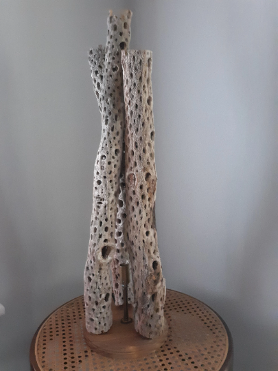 Cactus Skeleton Cholla Wood Lamp